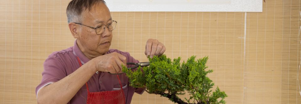 Bonsai Classes